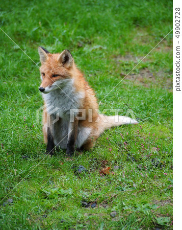 Kita fox Kita fox 49902728