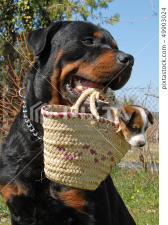 rottweiler and puppy 49903024