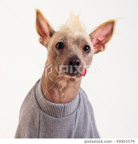 Close up Portrait of a male Chinese Crested Dog on 49903579