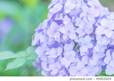 hydrangea flower 49903604
