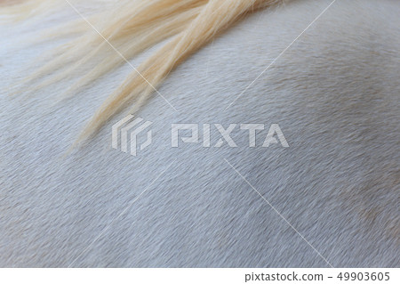 White skin and blond hair horse texture. 49903605
