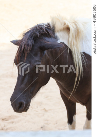 Black and white head horse. 49903606