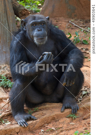 Giant chimpanzee monkey. Giant chimpanzee monkey. 49903641