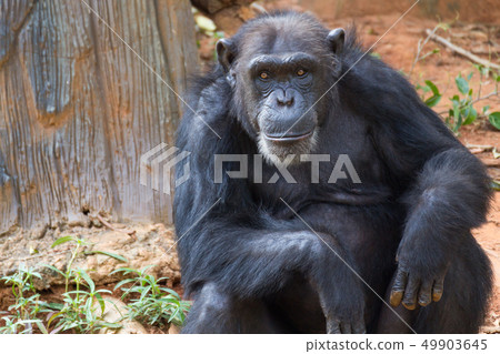 Portrait is giant chimpanzee monkey. Portrait is giant chimpanzee monkey. 49903645