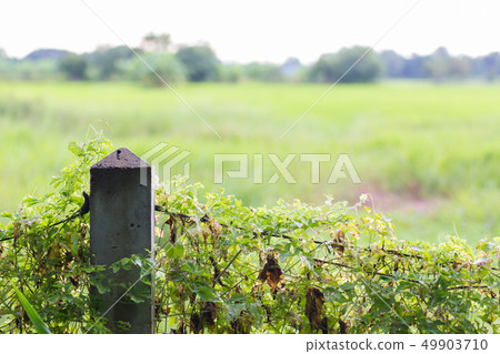 Old barbed wire. Old barbed wire. 49903710