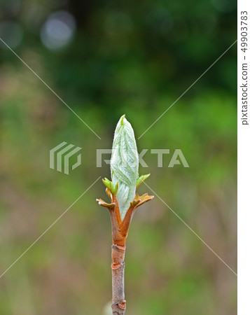 Fresh shoot of oak hydrangea Fresh shoot of oak hydrangea 49903783