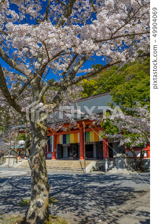 Kurama-ji Temple where the main shrine cherry blossoms are in full bloom Kurama-ji Temple where the main shrine cherry blossoms are in full bloom 49904069