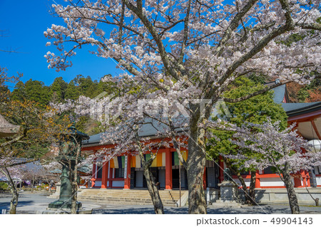 Kurama-ji Temple where the main shrine cherry blossoms are in full bloom Kurama-ji Temple where the main shrine cherry blossoms are in full bloom 49904143