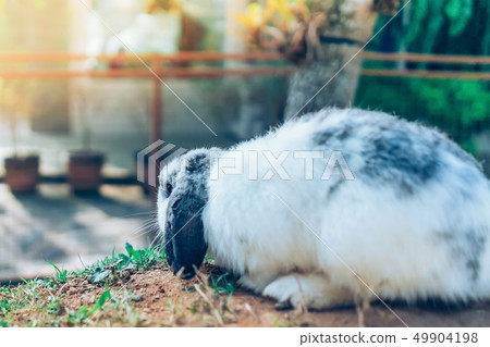 The cute rabbit is resting in garden The cute rabbit is resting in garden 49904198