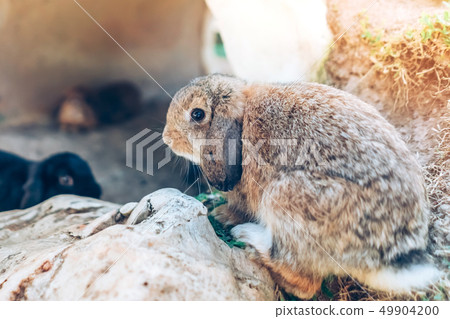 The cute rabbits are resting in garden. The cute rabbits are resting in garden. 49904200