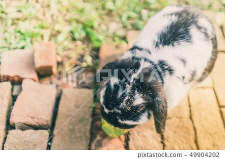 The cute rabbit is resting in the afternoon. The cute rabbit is resting in the afternoon. 49904202