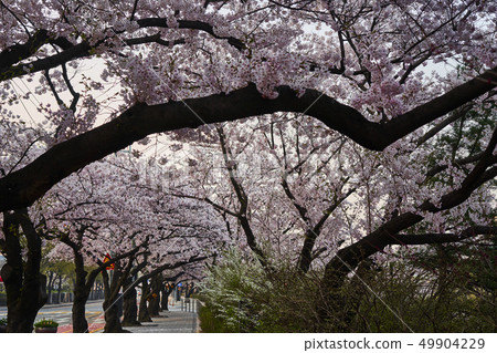 2019年汝矣島春節後盛開的櫻花盛開 2019年汝矣島春節後盛開的櫻花盛開 49904229