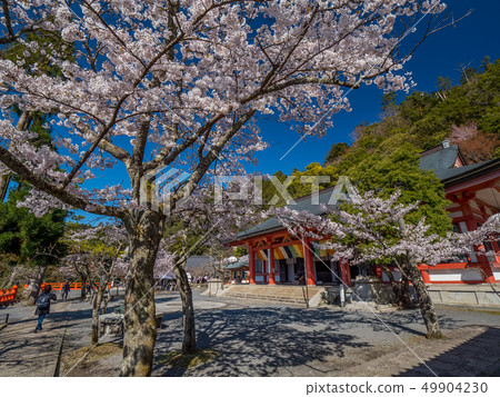 主要的神社櫻花盛開的Kurama-ji寺 主要的神社櫻花盛開的Kurama-ji寺 49904230