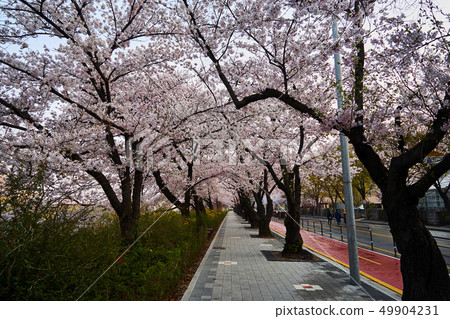 2019年汝矣島春節後盛開的櫻花盛開 2019年汝矣島春節後盛開的櫻花盛開 49904231
