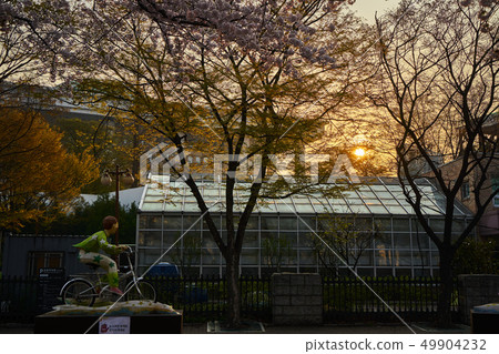 2019年汝矣島春節後盛開的櫻花盛開 49904232