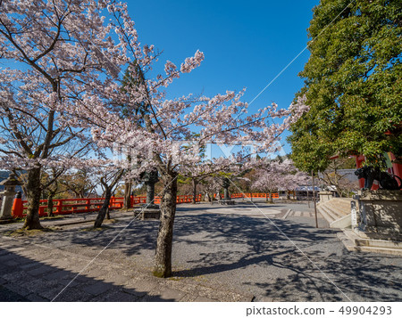 Kurama-ji Temple where the main shrine cherry blossoms are in full bloom Kurama-ji Temple where the main shrine cherry blossoms are in full bloom 49904293