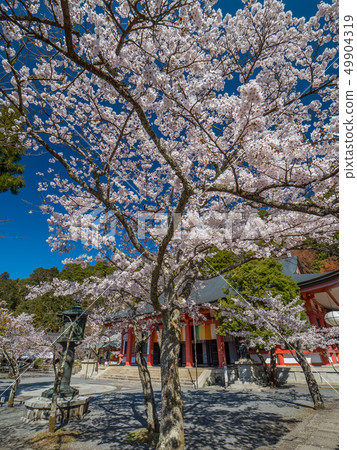 主要的神社櫻花盛開的Kurama-ji寺 主要的神社櫻花盛開的Kurama-ji寺 49904319
