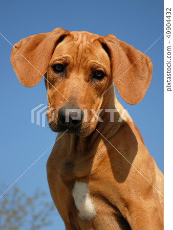 puppy Rhodesian ridgeback puppy Rhodesian ridgeback 49904432