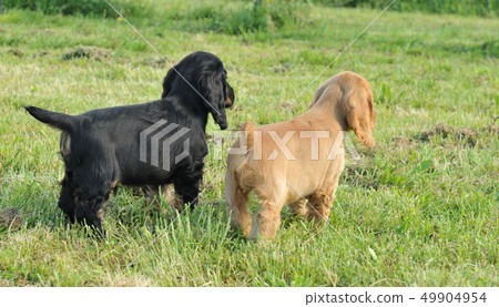 puppies puppies 49904954