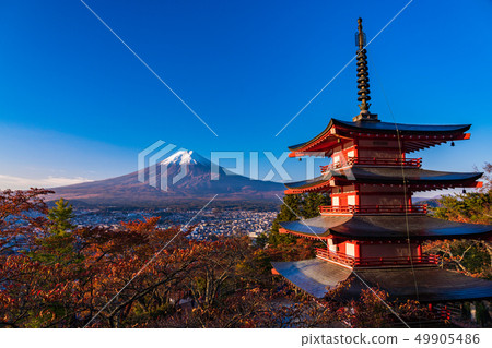 《Yamanashi Prefecture》 Asahi baths the cherry blossoms of Niikurayama Sengen Park, Chureito Pagoda, Shinsetsu Fuji 49905486