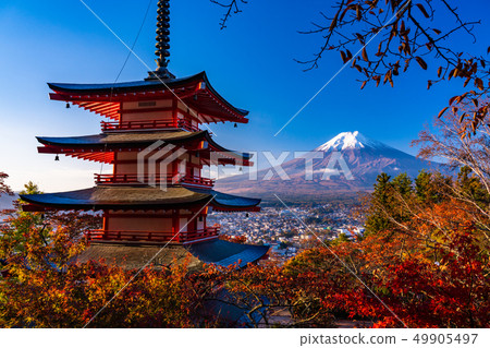 《山梨縣》新倉山淺間公園的櫻花中沐浴旭 《山梨縣》新倉山淺間公園的櫻花中沐浴旭 49905497