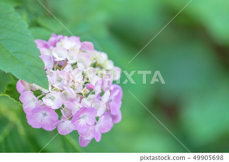 hydrangea flower hydrangea flower 49905698