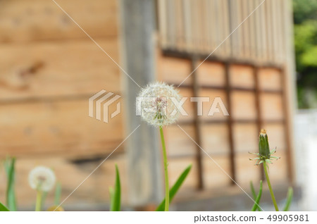 Dandelion's fluff (Kanegasaki castle ruins / Fukui prefecture Shiga city Kanegasaki town) 49905981