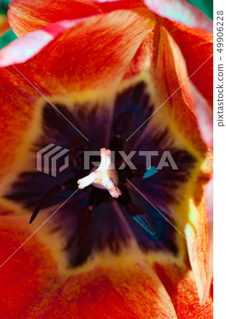 Group of colorful tulip. colorful background 49906228