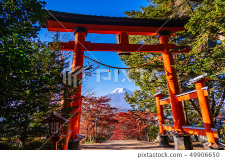 《山梨縣》鮮葉新村山公園，新鮮雪富士 49906650