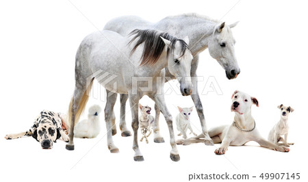 group of white pet group of white pet 49907145