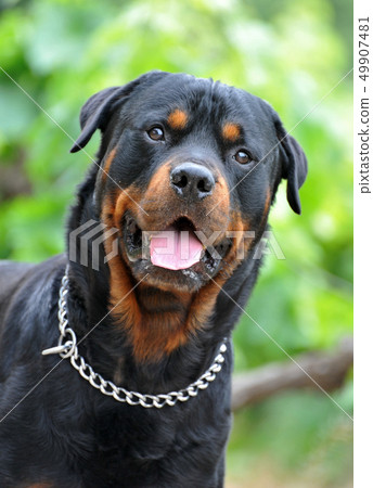 rottweiler rottweiler 49907481