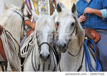 camargue horses camargue horses 49907488