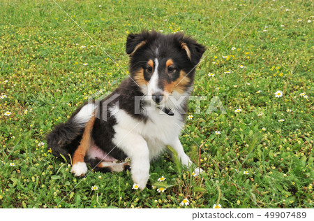 puppy shetland dog puppy shetland dog 49907489