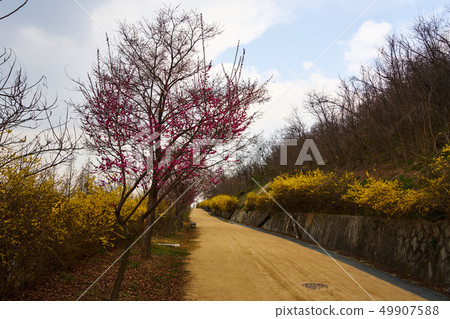 Spring 2019 of Mapo Nanjido Park and World Cup Park Spring 2019 of Mapo Nanjido Park and World Cup Park 49907588