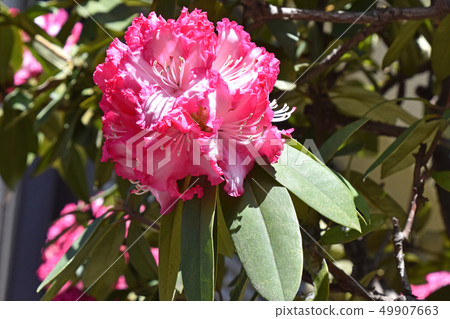 杜鵑花（石花） 49907663