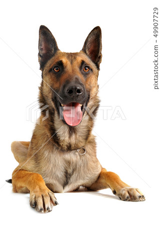 malinois malinois 49907729