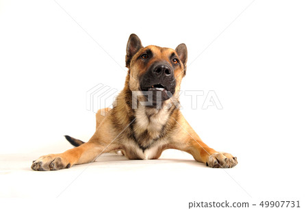 guard dog guard dog 49907731