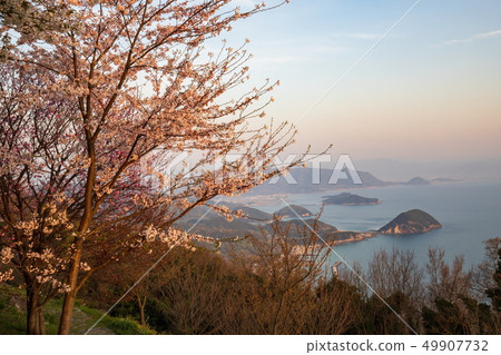 Shikunideno Sakura Islands(香川縣Santoyo) Shikunideno Sakura Islands(香川縣Santoyo) 49907732