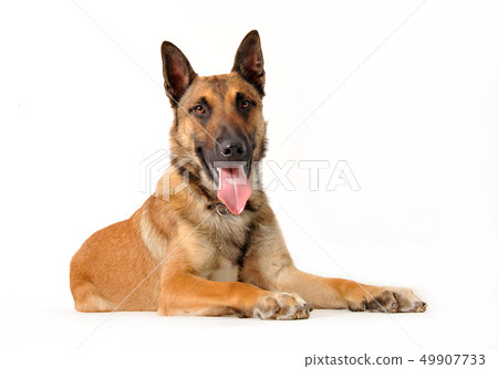malinois malinois 49907733