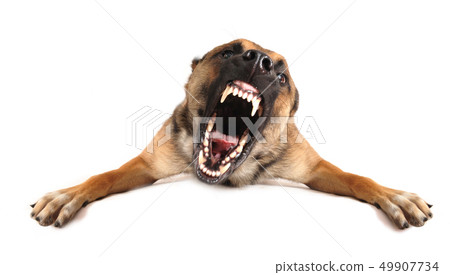 bad dog bad dog 49907734