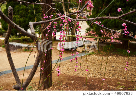 Spring 2019 Bongeunsa Flower Watching Spring 2019 Bongeunsa Flower Watching 49907923