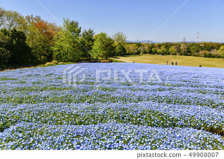 Flower field (nemophila) Flower field (nemophila) 49908007