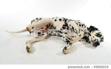 dalmatian laid down dalmatian laid down 49908029