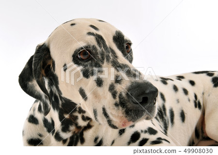Dalmatian 49908030