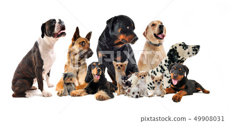 group of dogs group of dogs 49908031