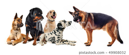 group of dogs group of dogs 49908032