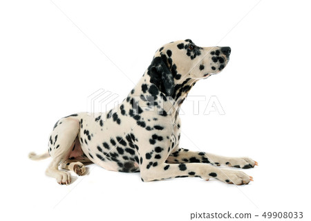 Dalmatian 49908033
