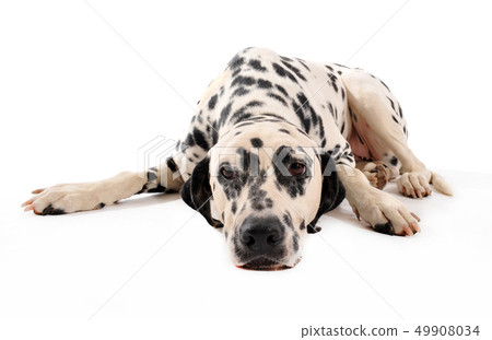 Dalmatian 49908034