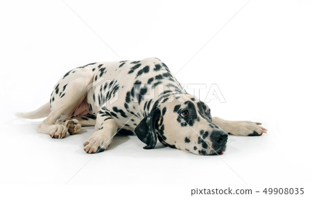dalmatian 49908035