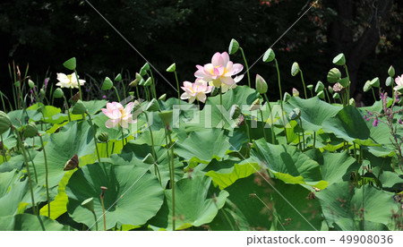 lotus lotus 49908036